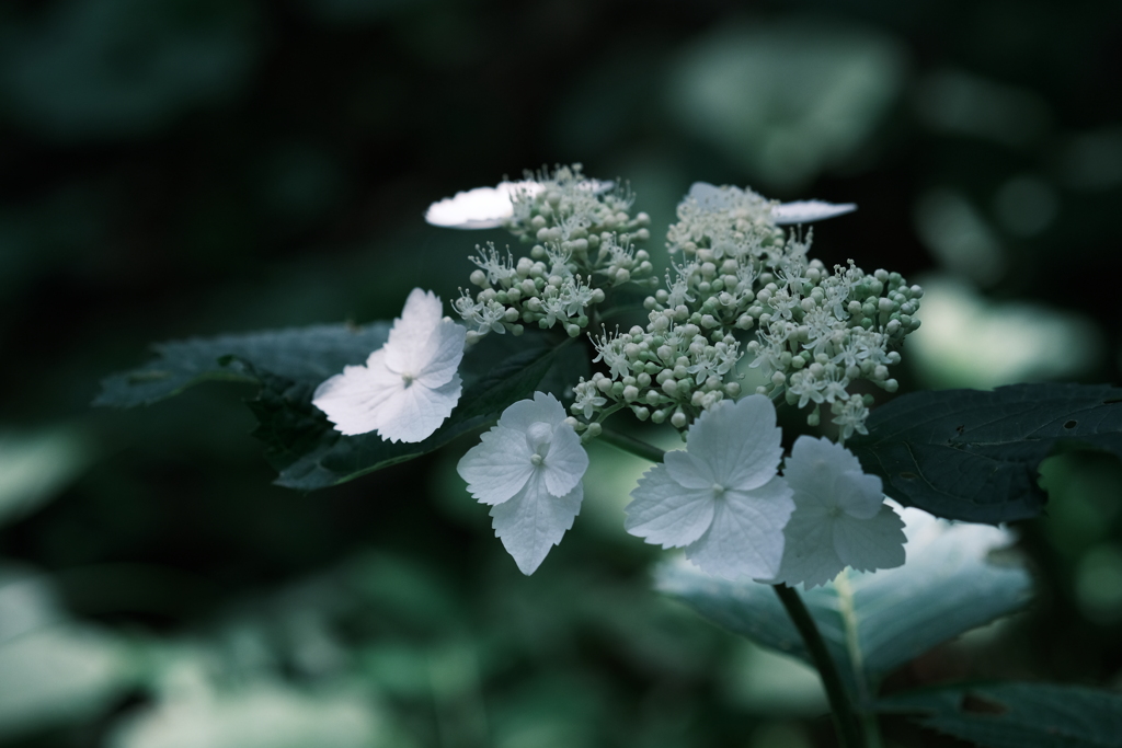 散歩途中の紫陽花