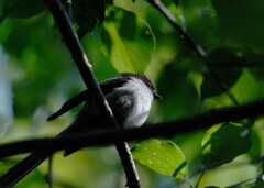 エナガちゃんの幼鳥