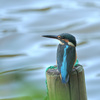 TURQUOISE　BLUE