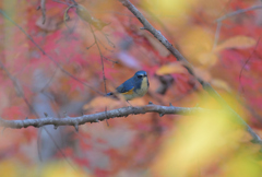 紅葉と青い鳥*:･ﾟ✧①