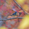 紅葉と青い鳥*:･ﾟ✧①