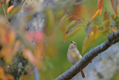 秋のジョビ祭り　③