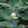 やっと開いてきた