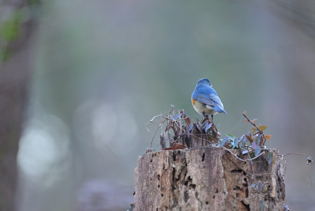 待ち人(鳥)来たり