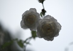 雨上がりの薔薇