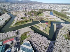 春の桜の時期の五稜郭公園