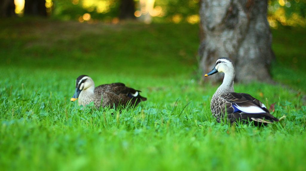 五稜郭公園内の鳥たち