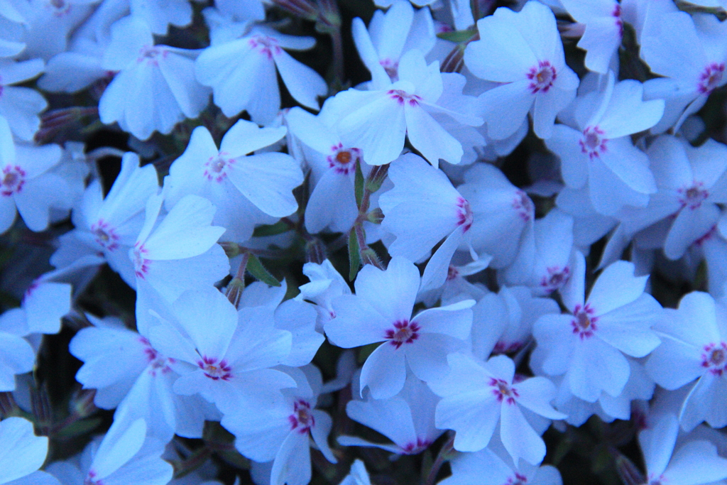 綺麗な芝桜のような花