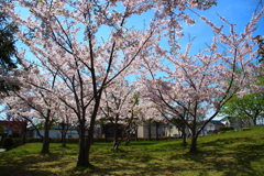 函館病院裏の桜
