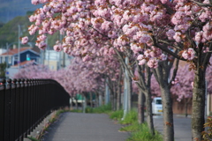 中道四稜郭通沿いの八重桜