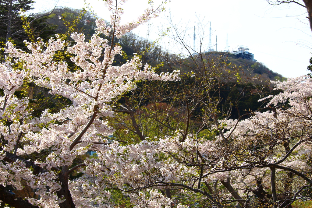 函館公園