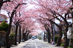 桜の隠れ名所【桜ヶ丘通り】2018