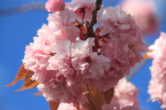 中道四稜郭通沿いの八重桜