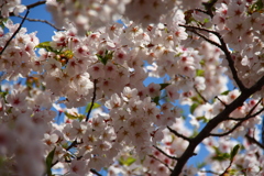 函館公園