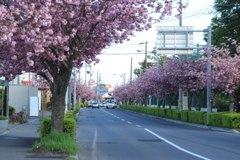 美原学園通り八重桜