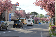 美原学園通り八重桜