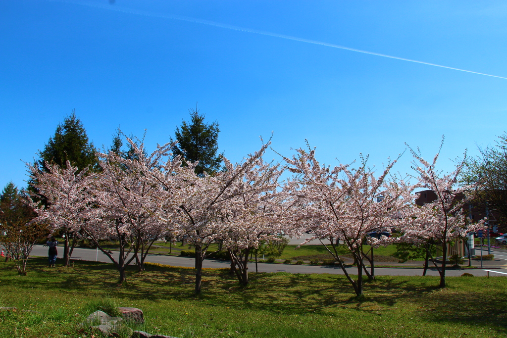 函館病院裏の桜