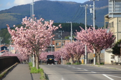 中道四稜郭通沿いの八重桜