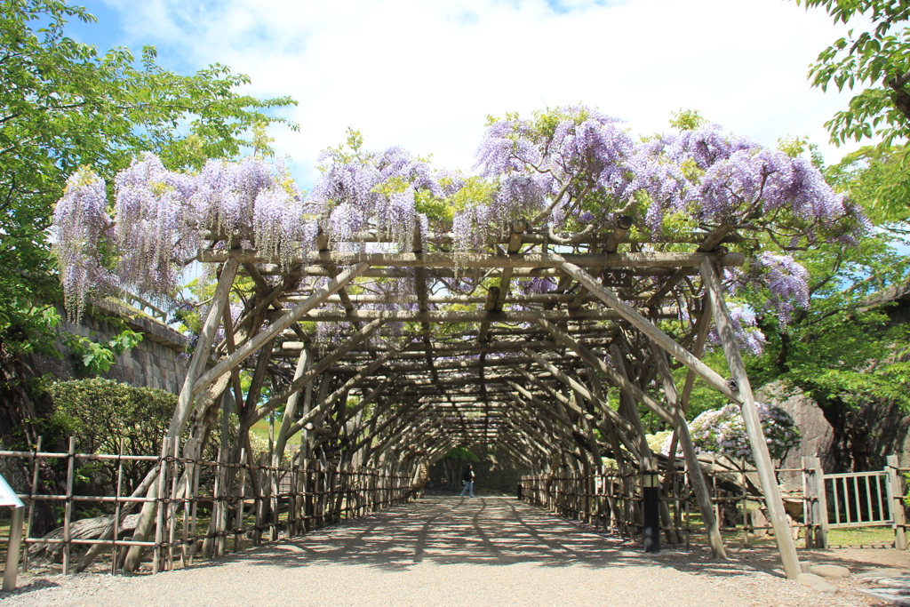 五稜郭公園 藤棚の季節