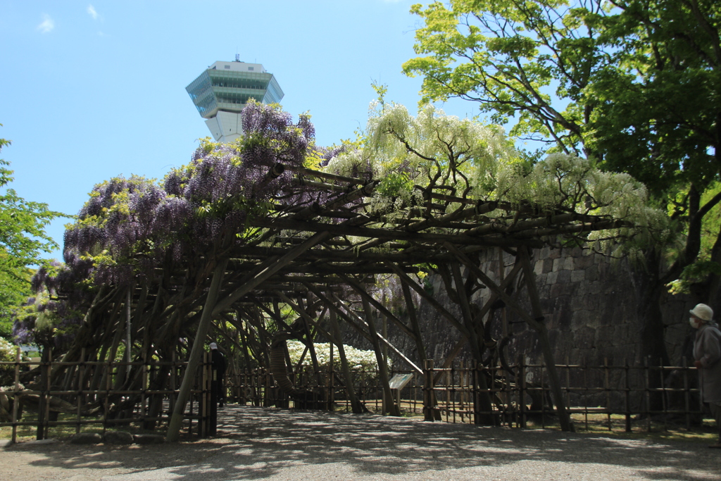 五稜郭公園 藤棚の季節