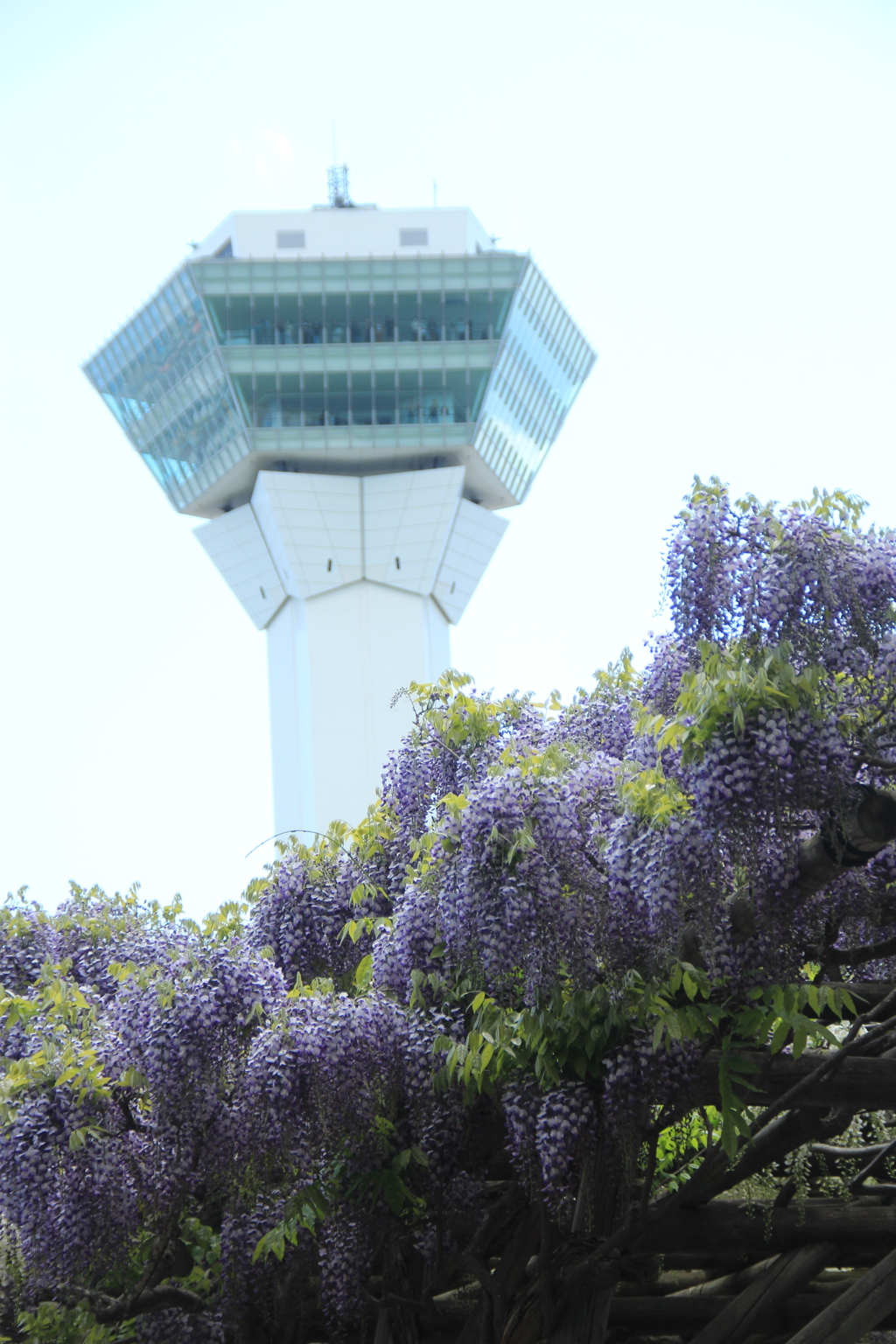 五稜郭公園 藤棚の季節