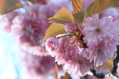 美原学園通り八重桜