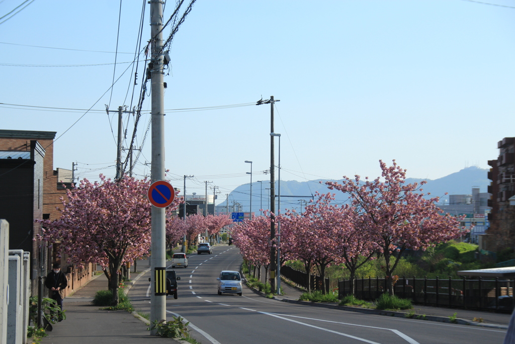 中道四稜郭通沿いの八重桜