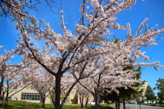 函館病院裏の桜