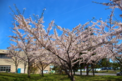 函館病院裏の桜