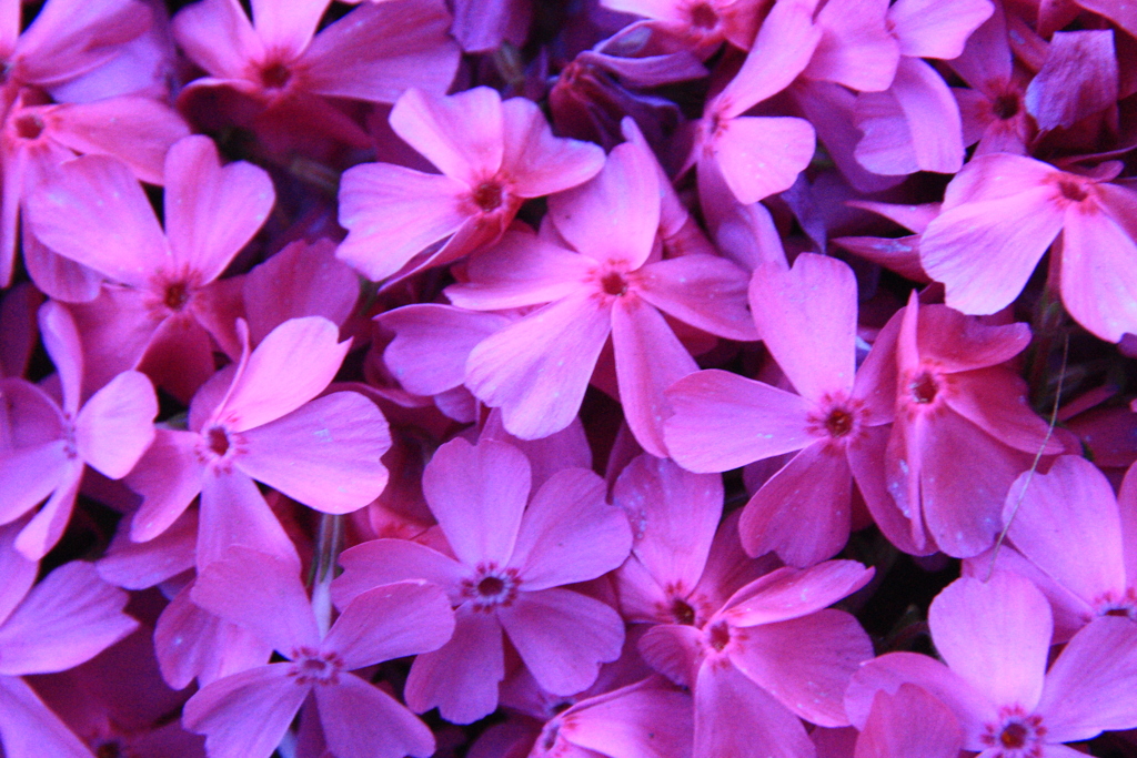 綺麗な芝桜のような花