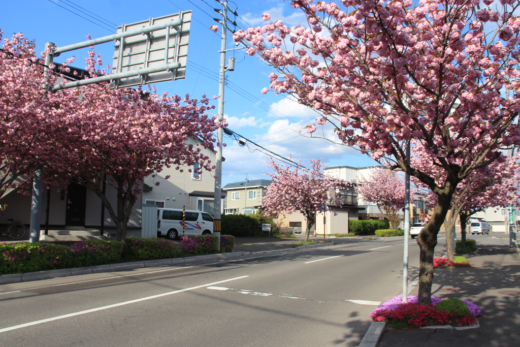 美原学園通り八重桜