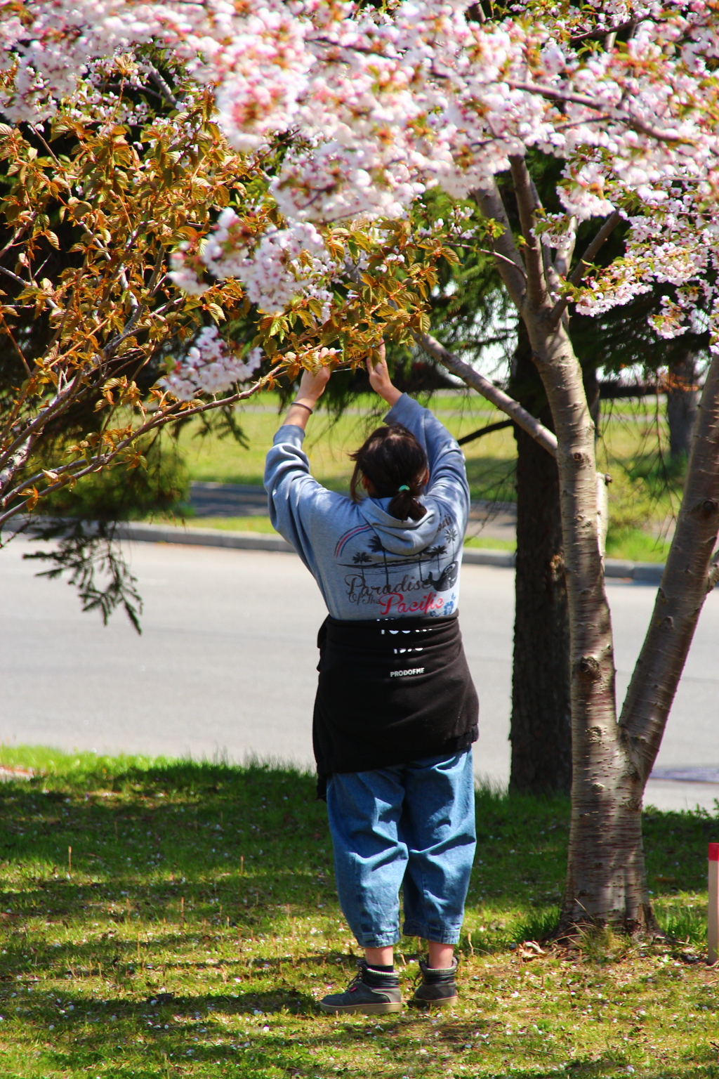 函館病院裏の桜