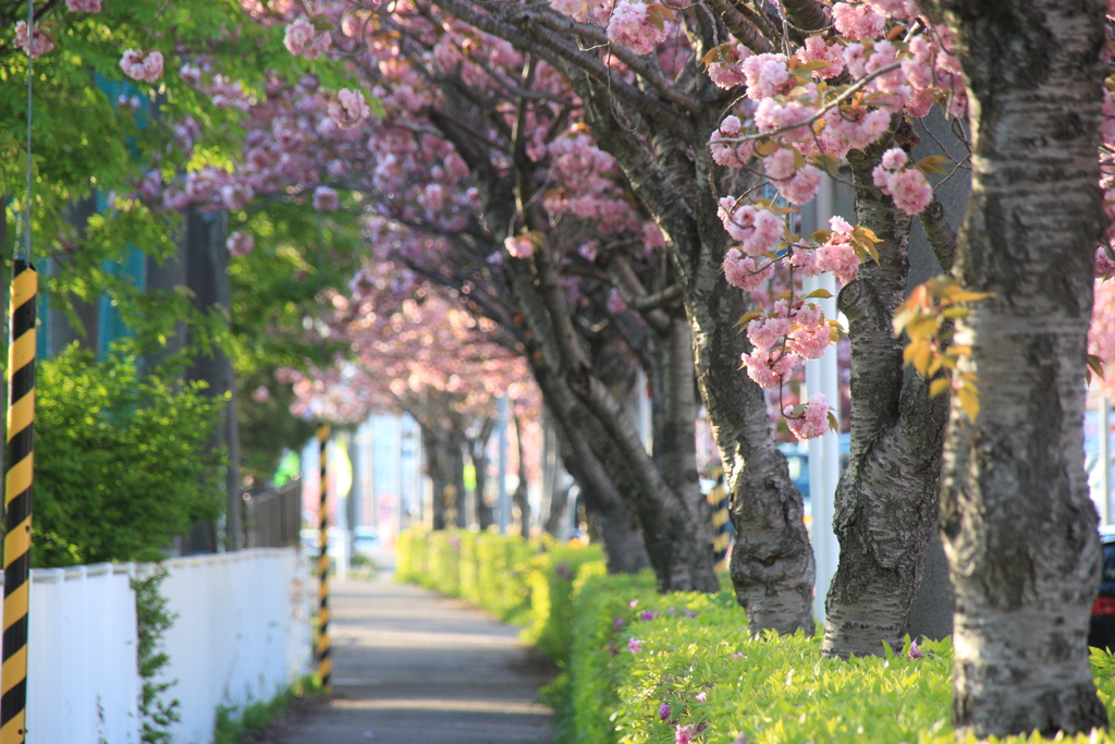 美原学園通り八重桜