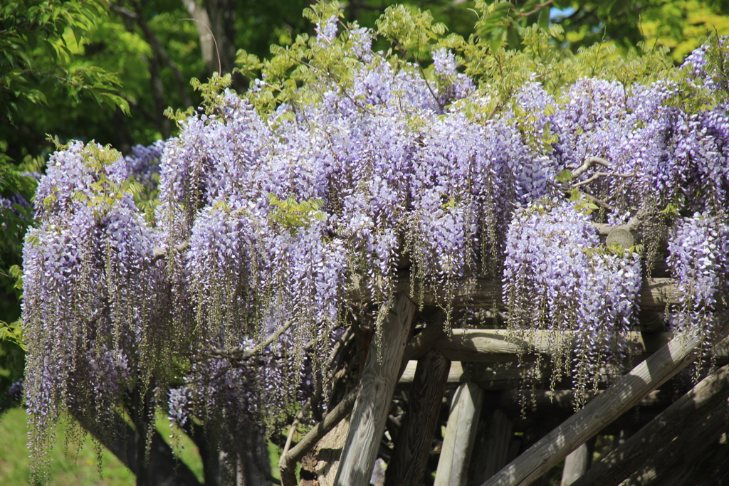 五稜郭公園 藤棚の季節