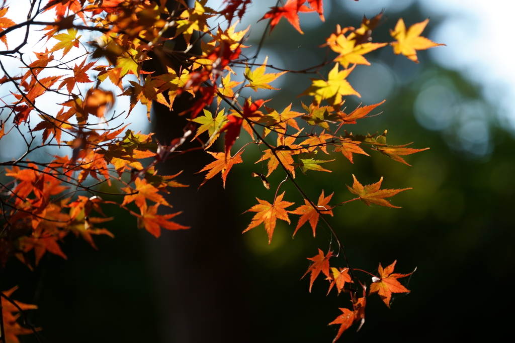 【根来寺】鮮やかな紅葉