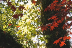 【根来寺】なんか雰囲気のある紅葉
