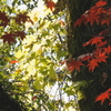 【根来寺】なんか雰囲気のある紅葉