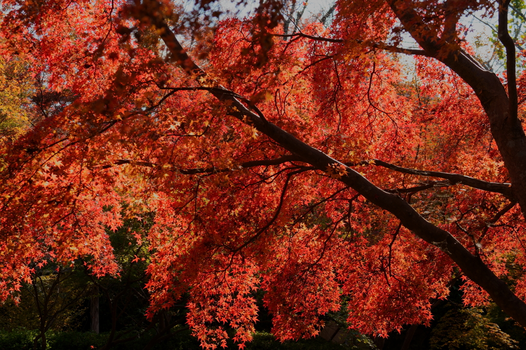 【根来寺】紅葉（真っ赤）