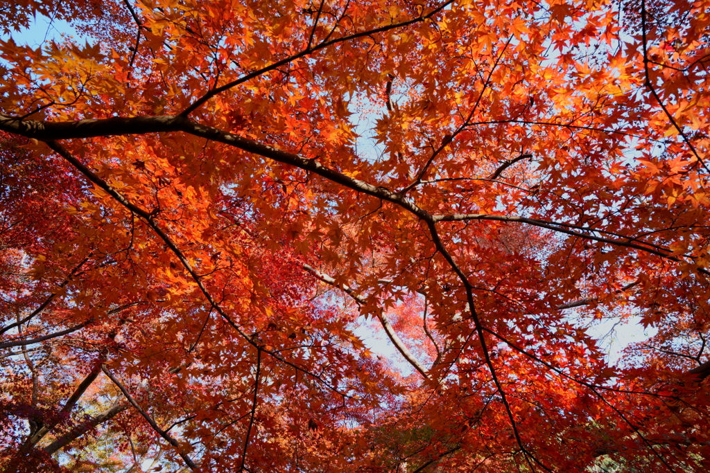 【根来寺】真っ赤な紅葉