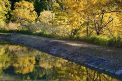 【緑花センター】水面に写る黄色