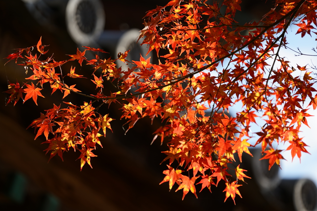 【根来寺】瓦と紅葉