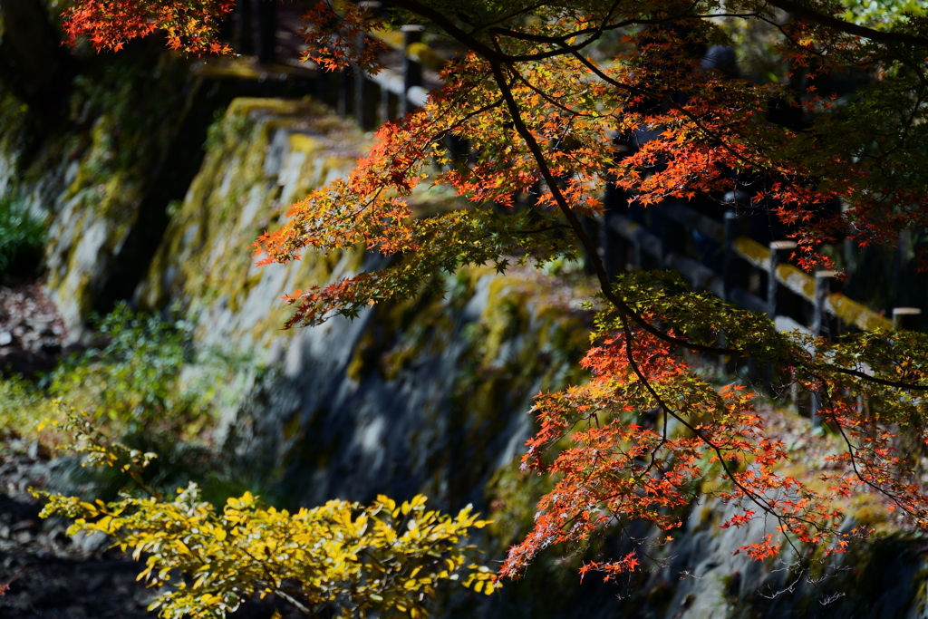 【根来寺】もみじ谷