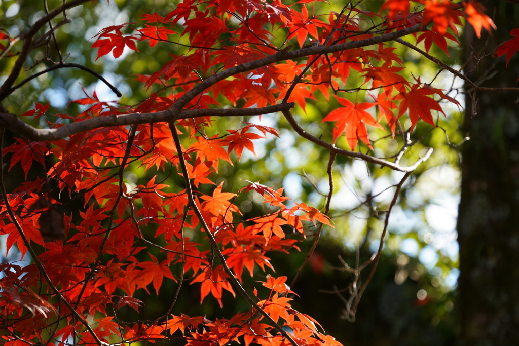 【根来寺】緑と紅葉