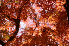 【根来寺】真っ赤な紅葉