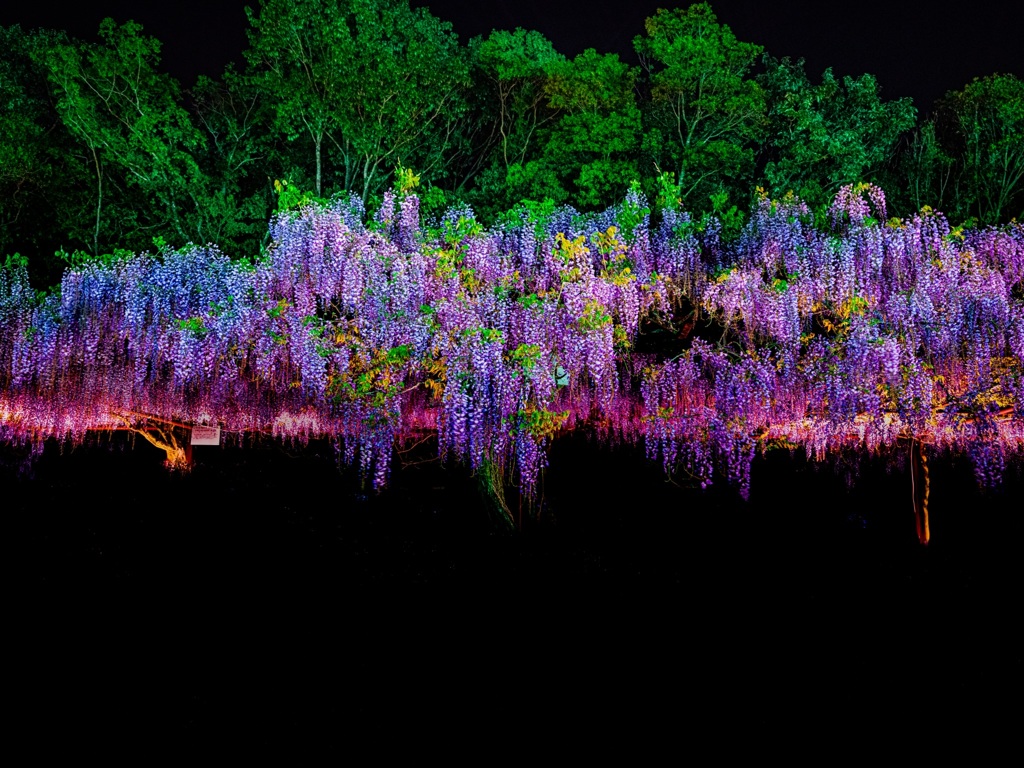 飛び出す藤の花