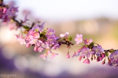 河津桜