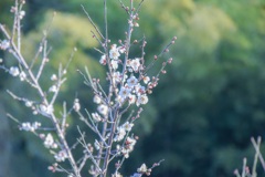 梅