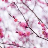 梅