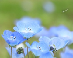 可愛いネモフィラ