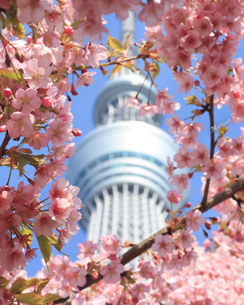 河津桜スポット